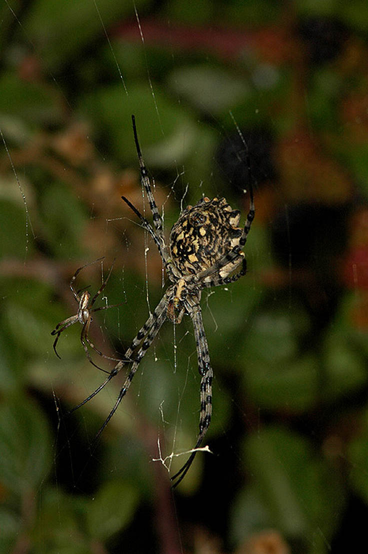 Argiope lobata: omaggio a lynkos